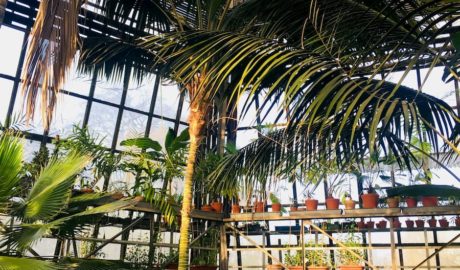 wysoka szklarnia na palmy w ogrodzie botanicznym w krakowie